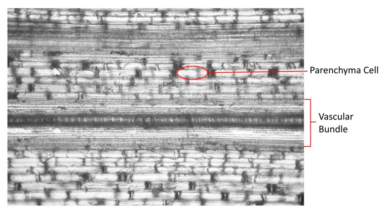 Microscope Slide showing cane vascular bundles